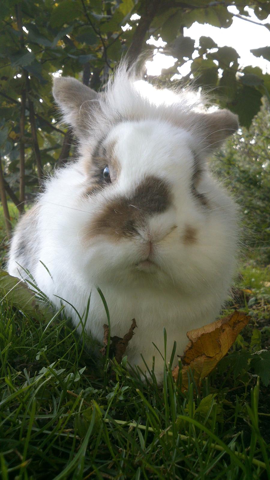 Kanin Nalle billede 23