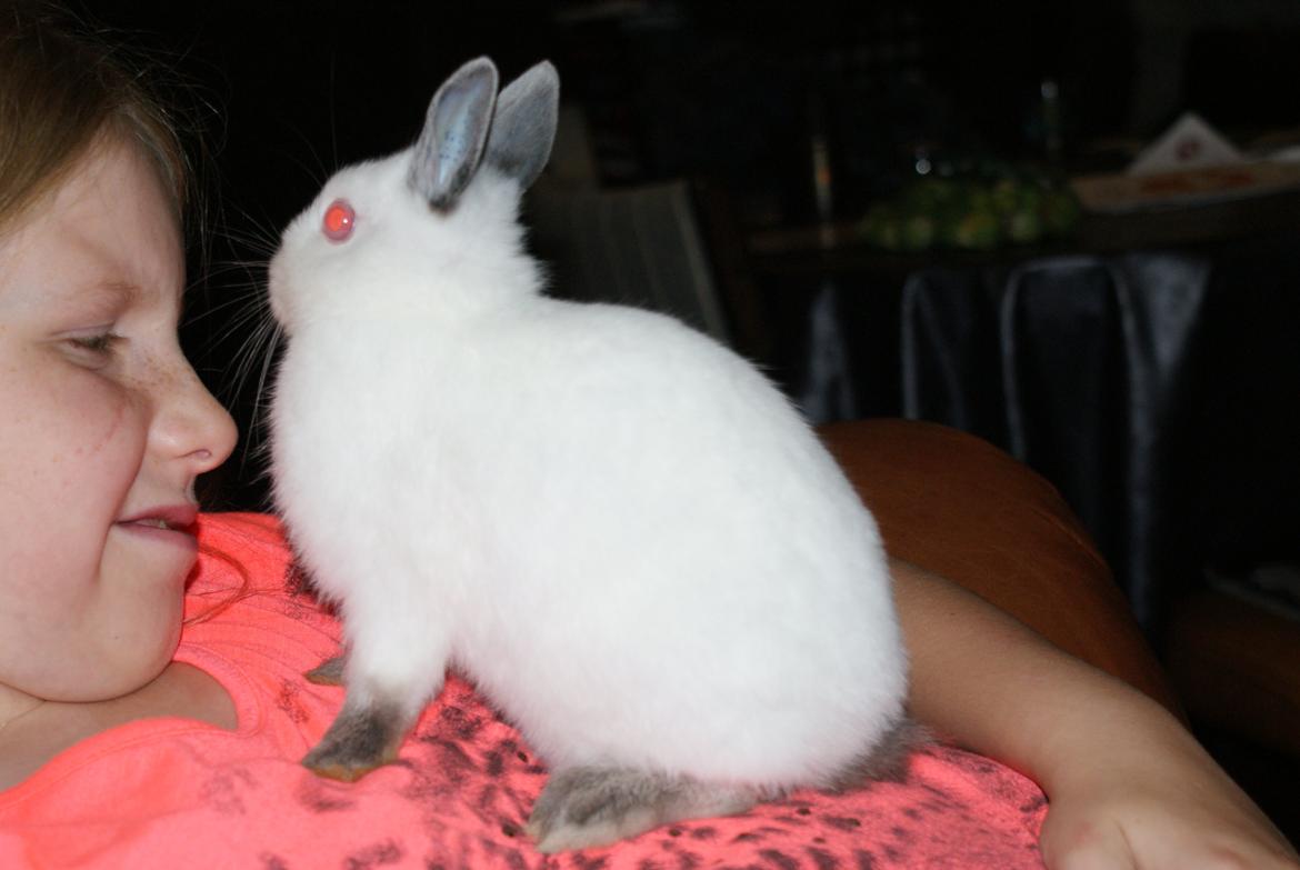 Kanin Hermelin Donna billede 2