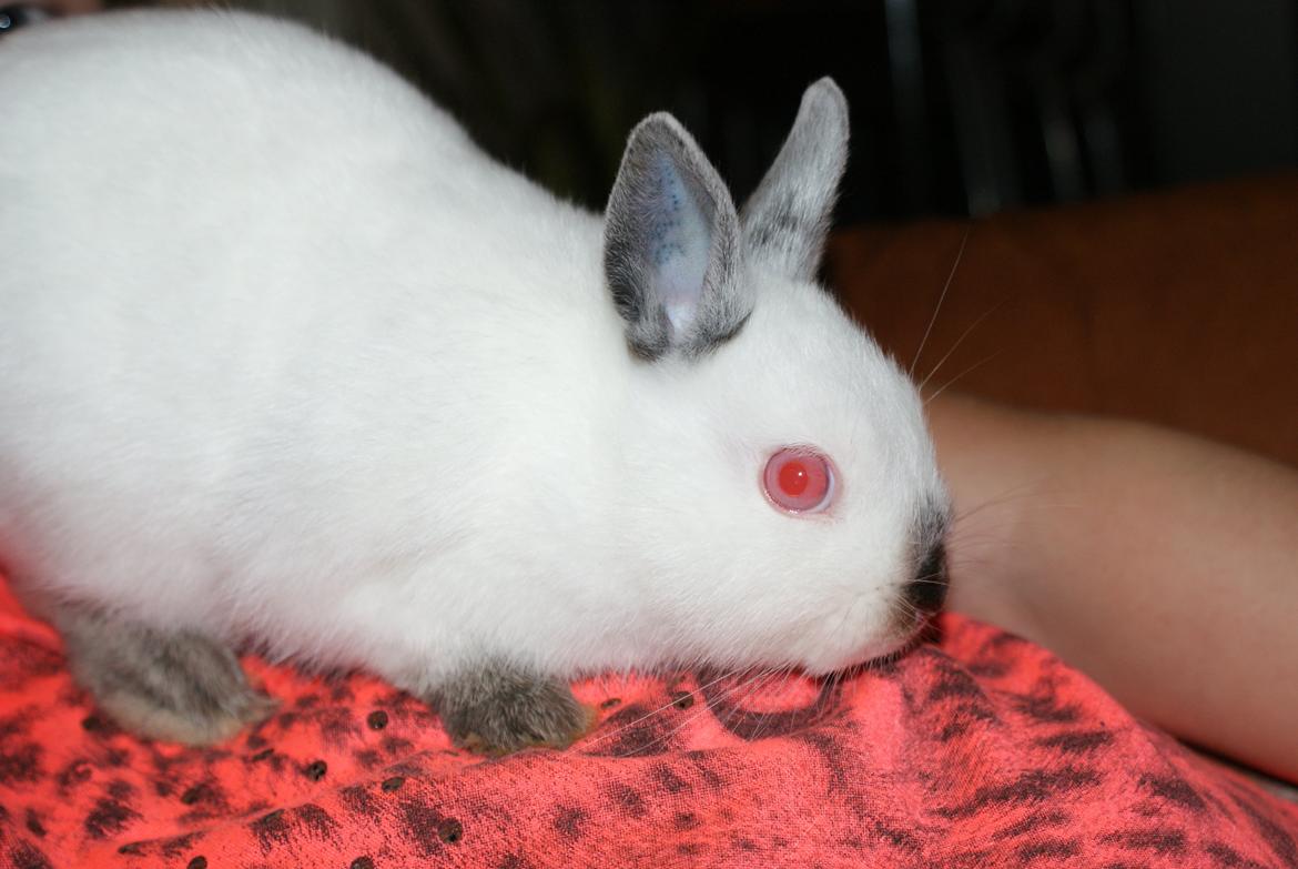 Kanin Hermelin Donna billede 9