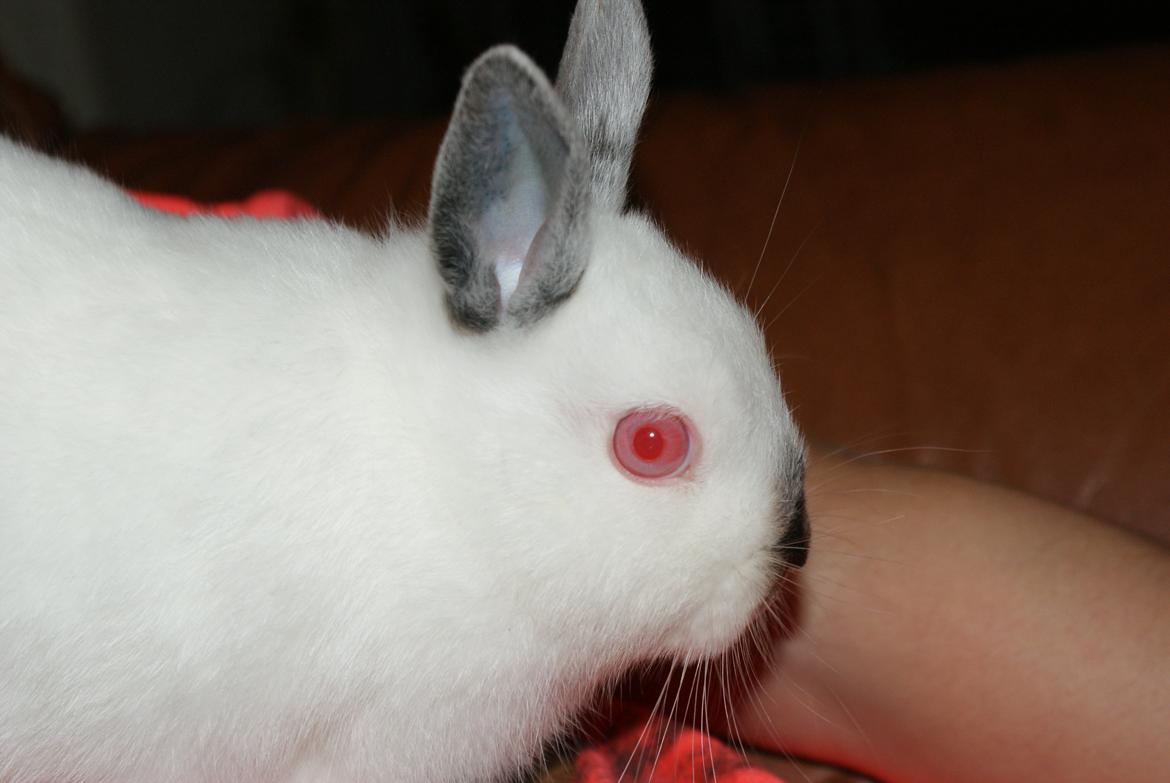 Kanin Hermelin Donna billede 10