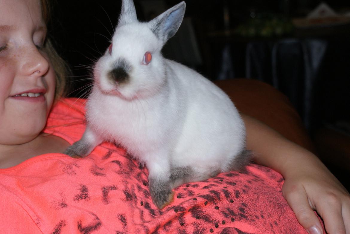 Kanin Hermelin Donna billede 4