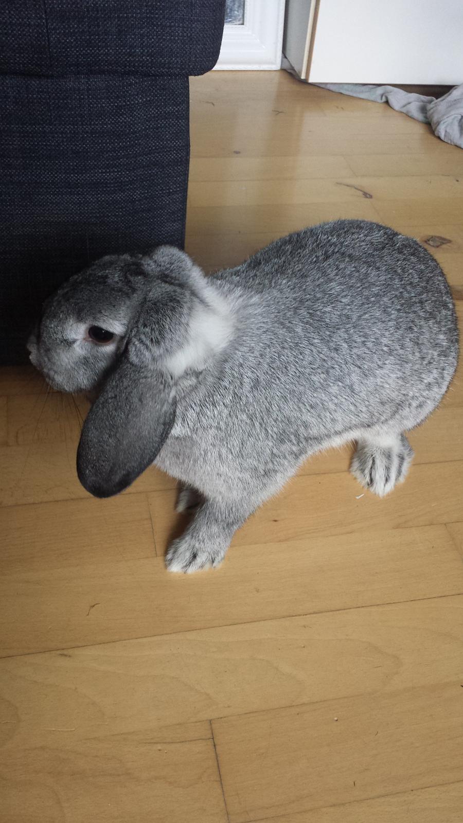 Kanin Har stadig intet - Taget d.29-10-2013 billede 1