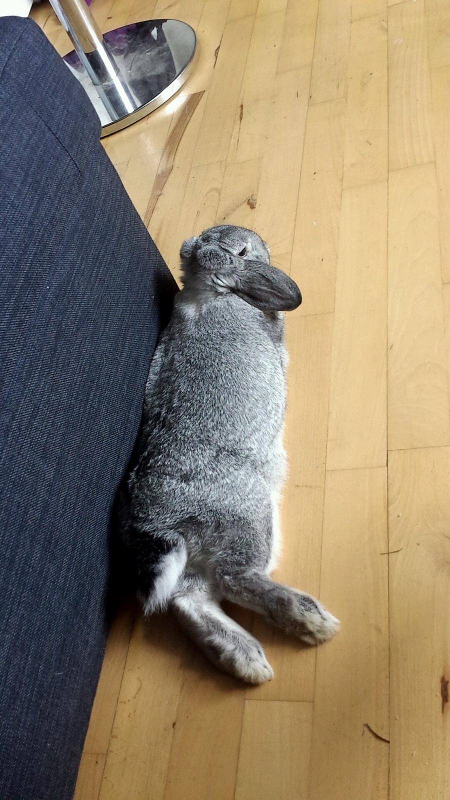 Kanin Har stadig intet - Taget d.29-10-2013 billede 2