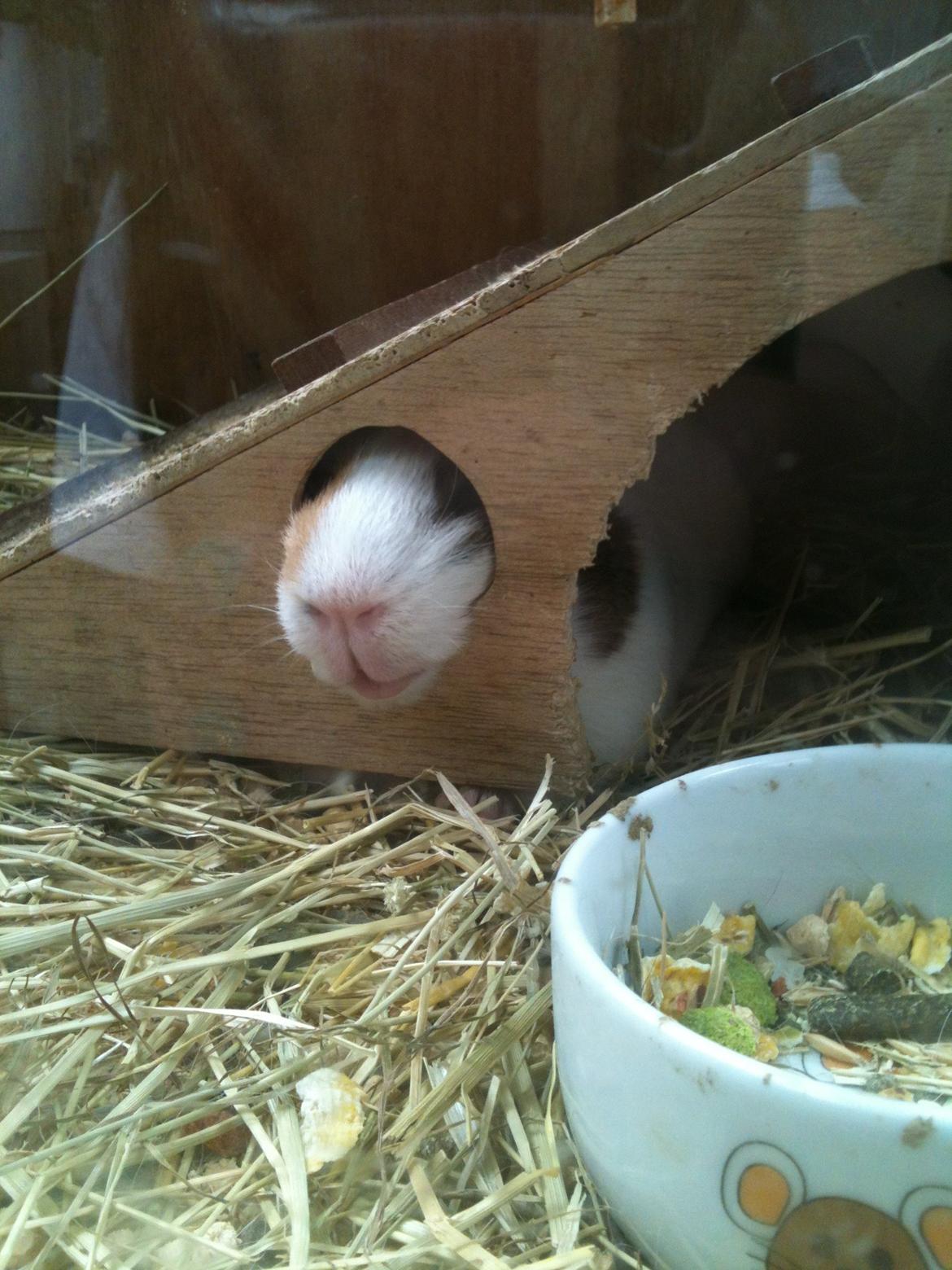 Marsvin Bluebells Anya - Doven? billede 13