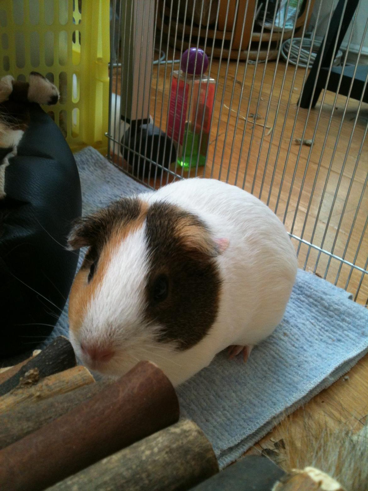 Marsvin Bluebells Anya billede 14