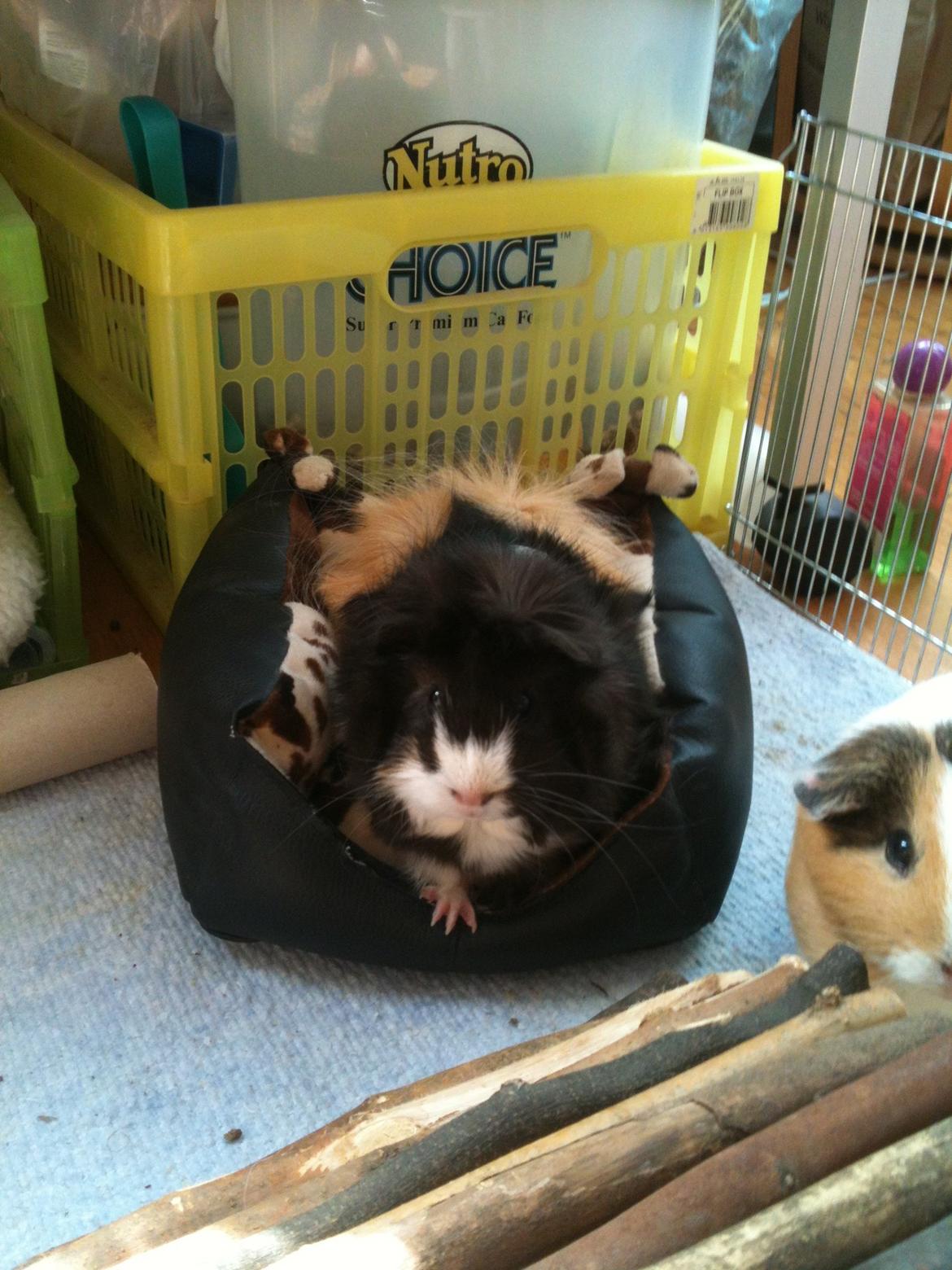 Marsvin Søndergaards Coco Channel - bebsen som fuldvoksen:) billede 1