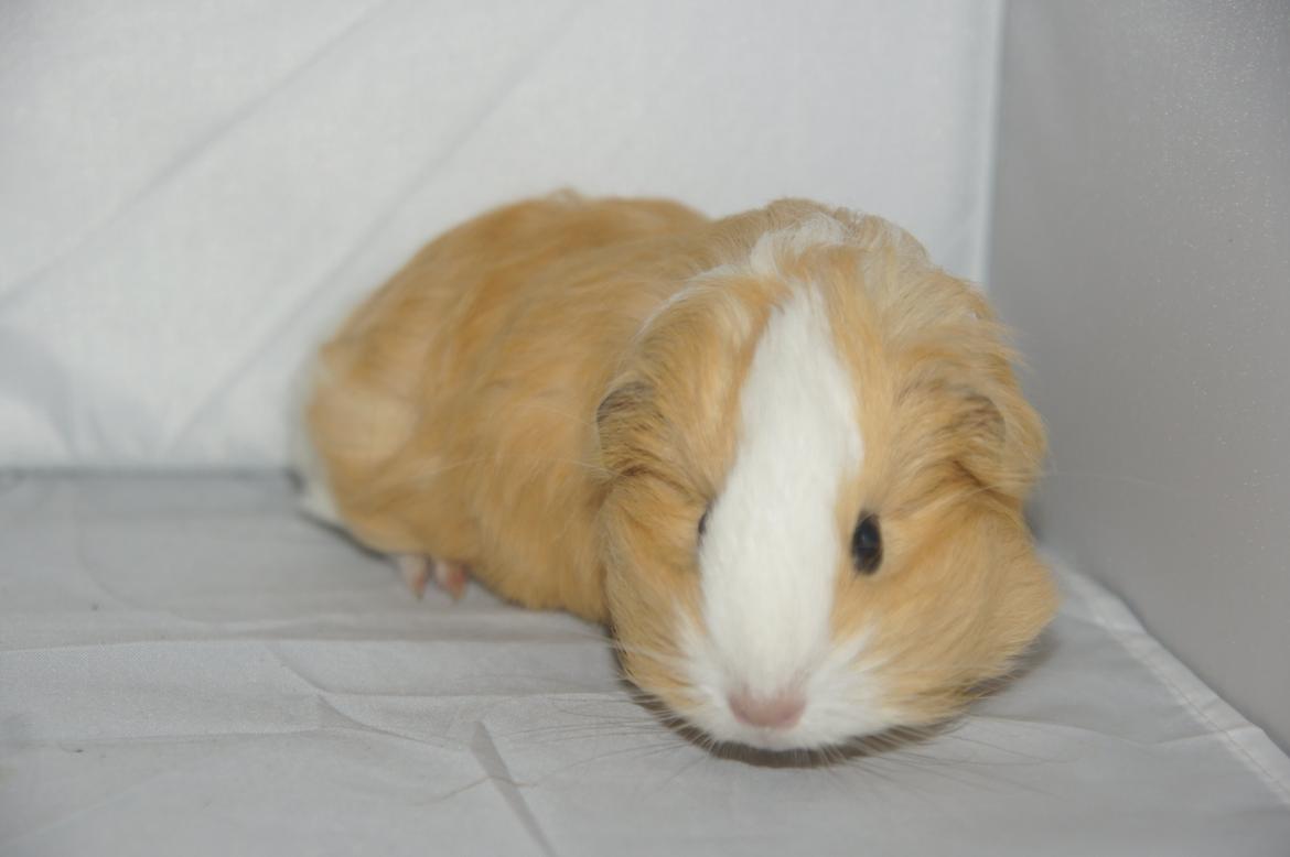 Marsvin Hauge´s Gypsy Girl billede 1