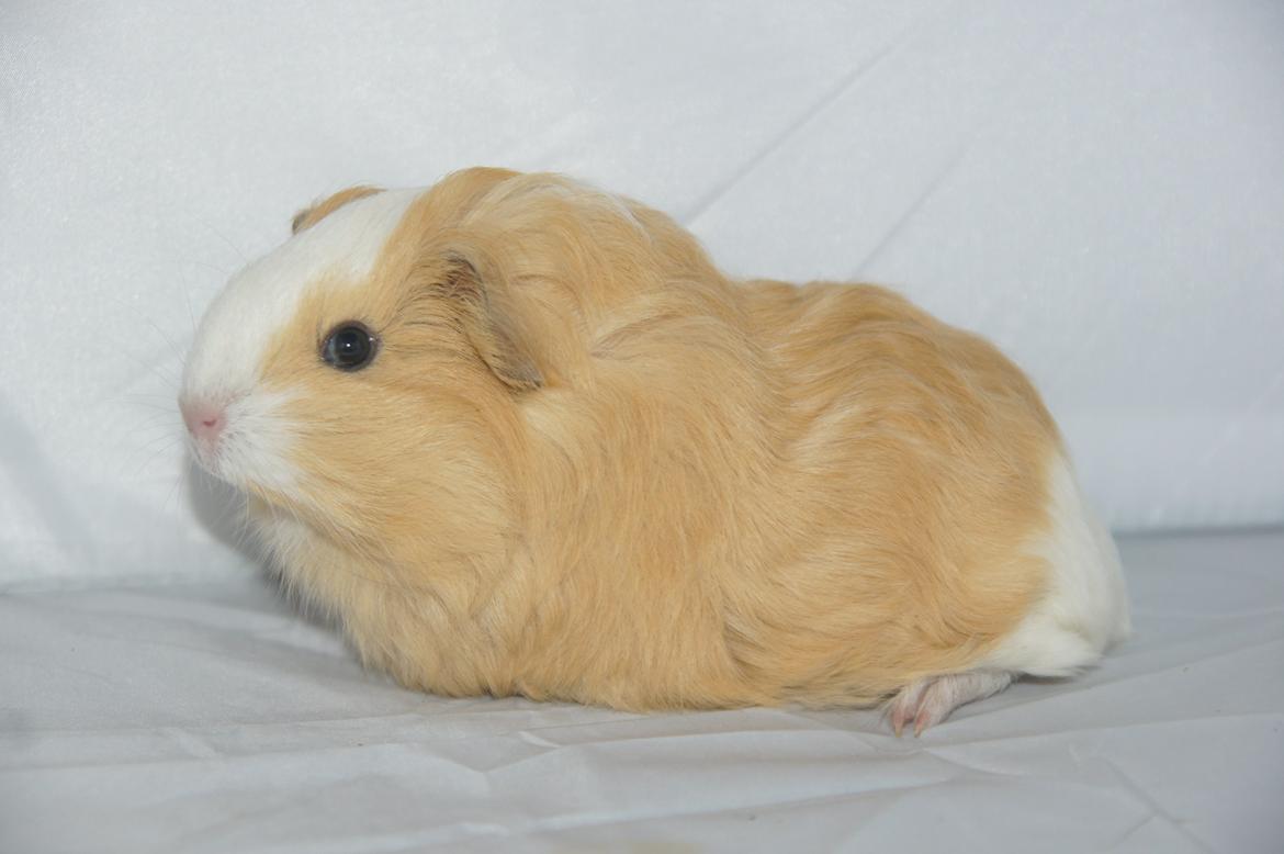 Marsvin Hauge´s Gypsy Girl billede 2