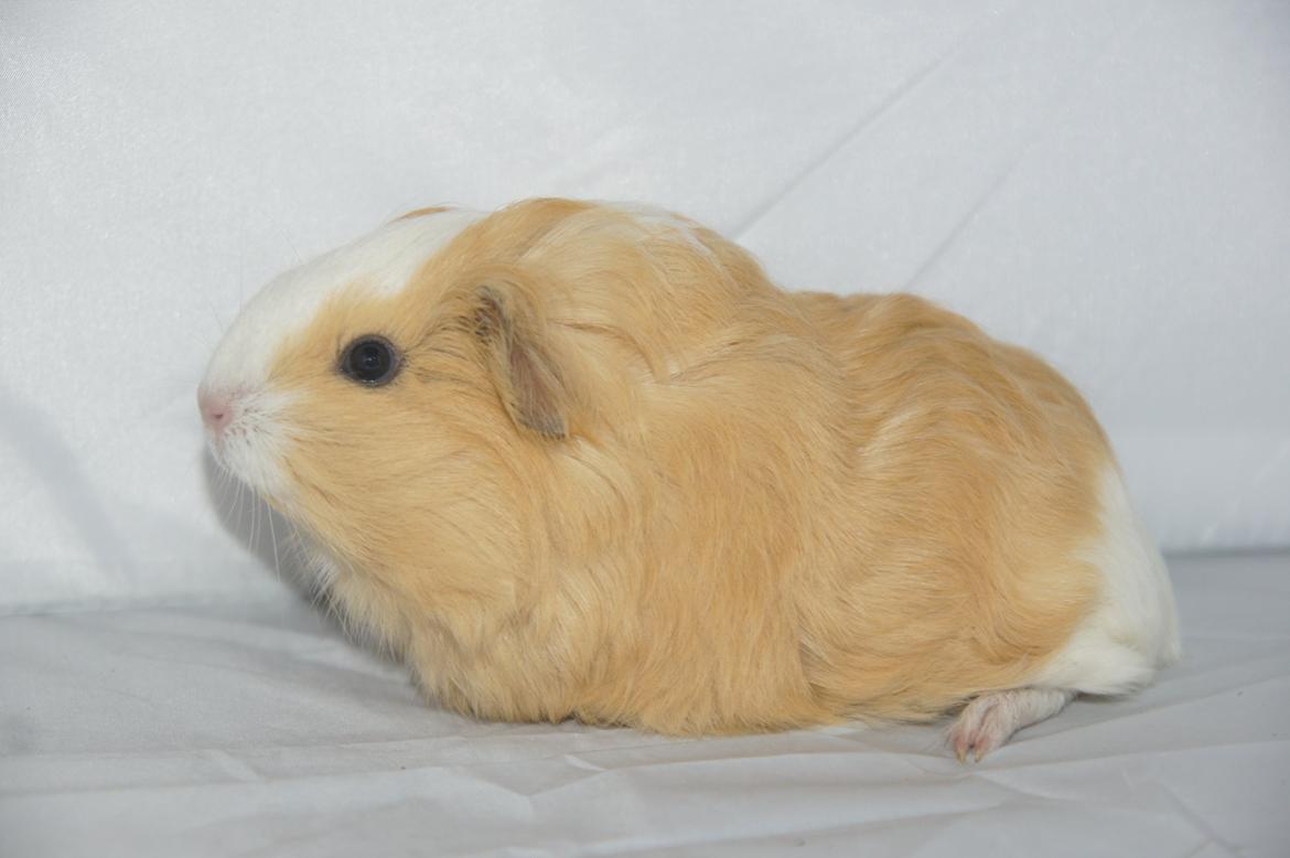 Marsvin Hauge´s Gypsy Girl billede 3