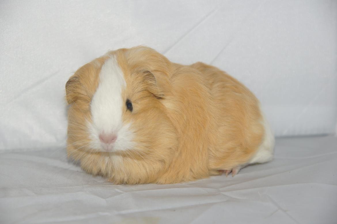 Marsvin Hauge´s Gypsy Girl billede 4