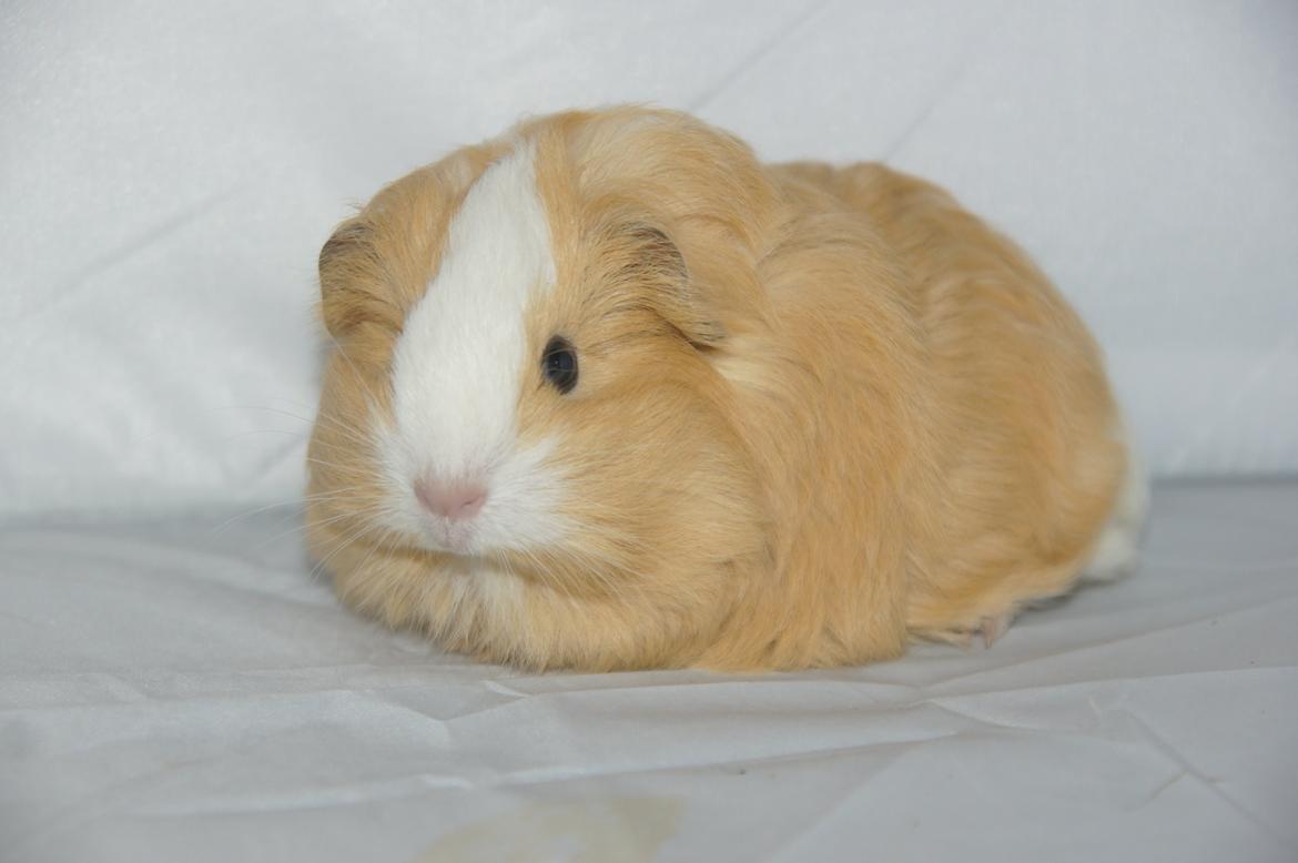 Marsvin Hauge´s Gypsy Girl billede 5