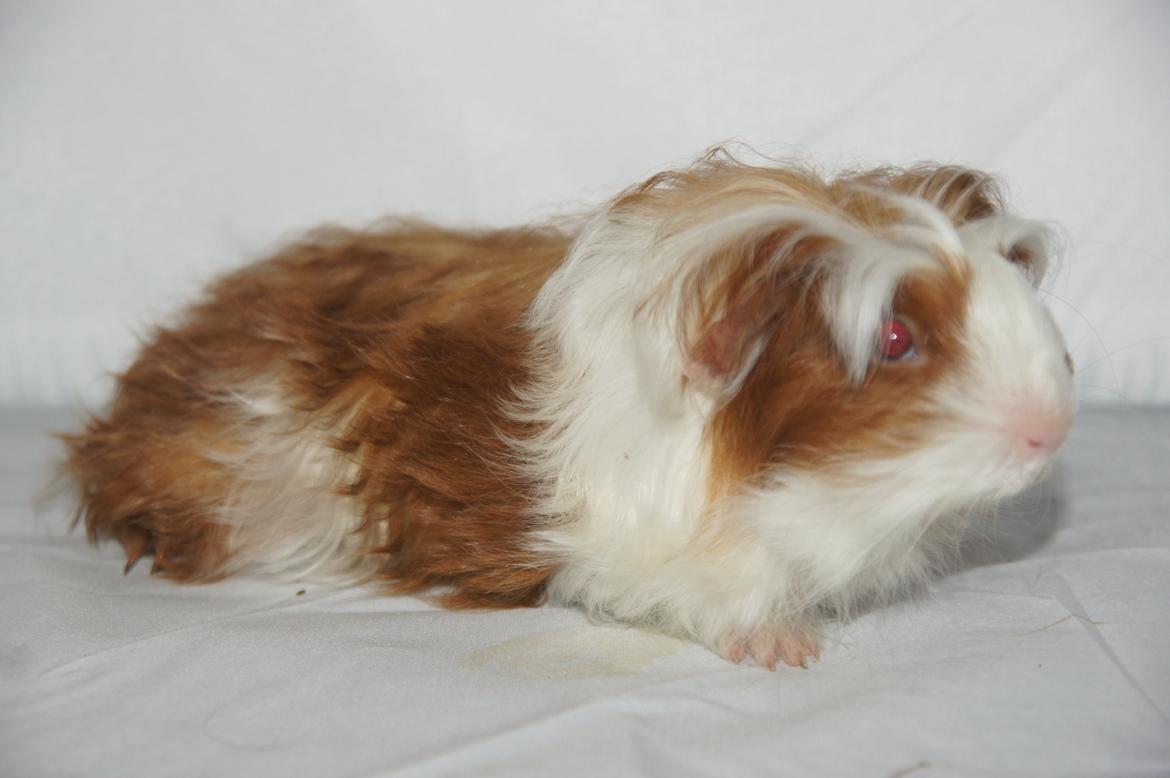 Marsvin Hauge´s Avalon billede 1