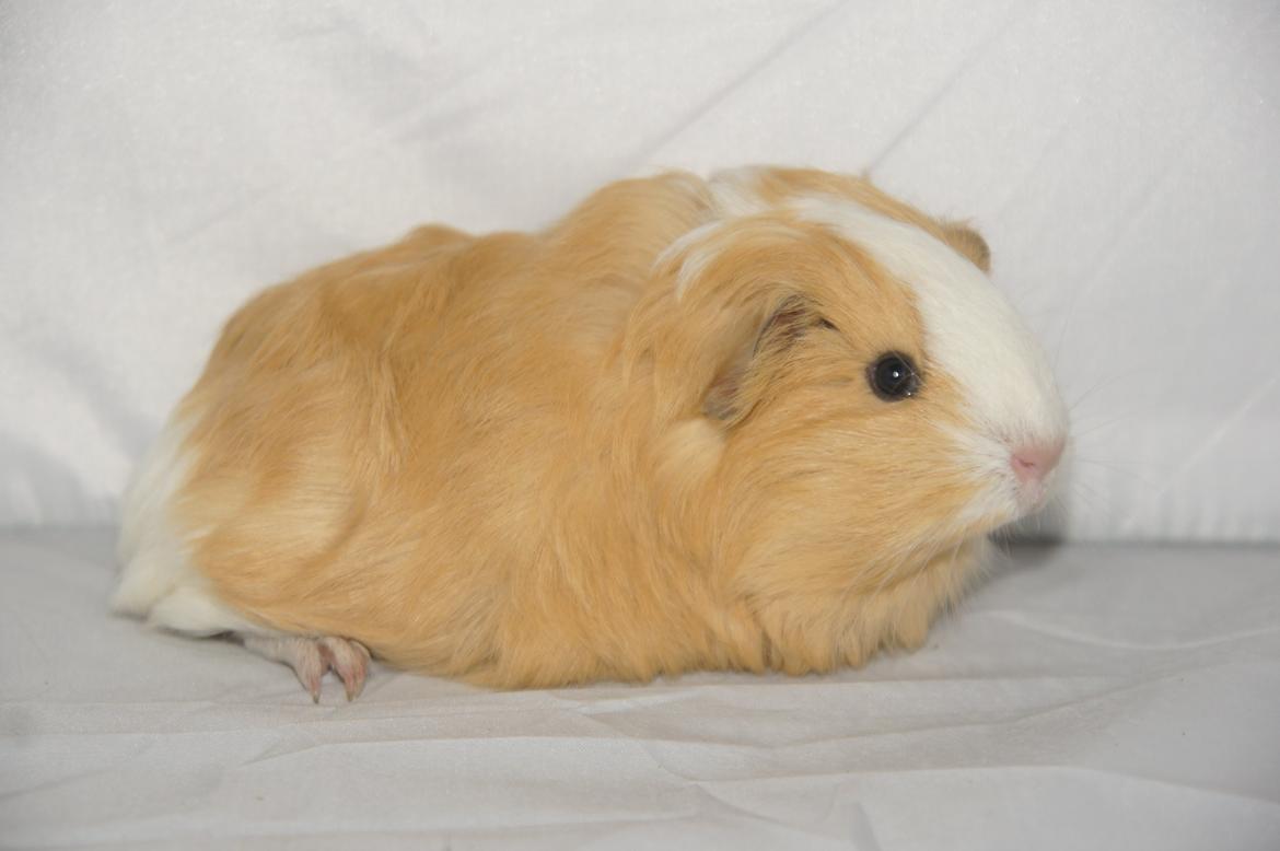 Marsvin Hauge´s Gypsy Girl billede 6