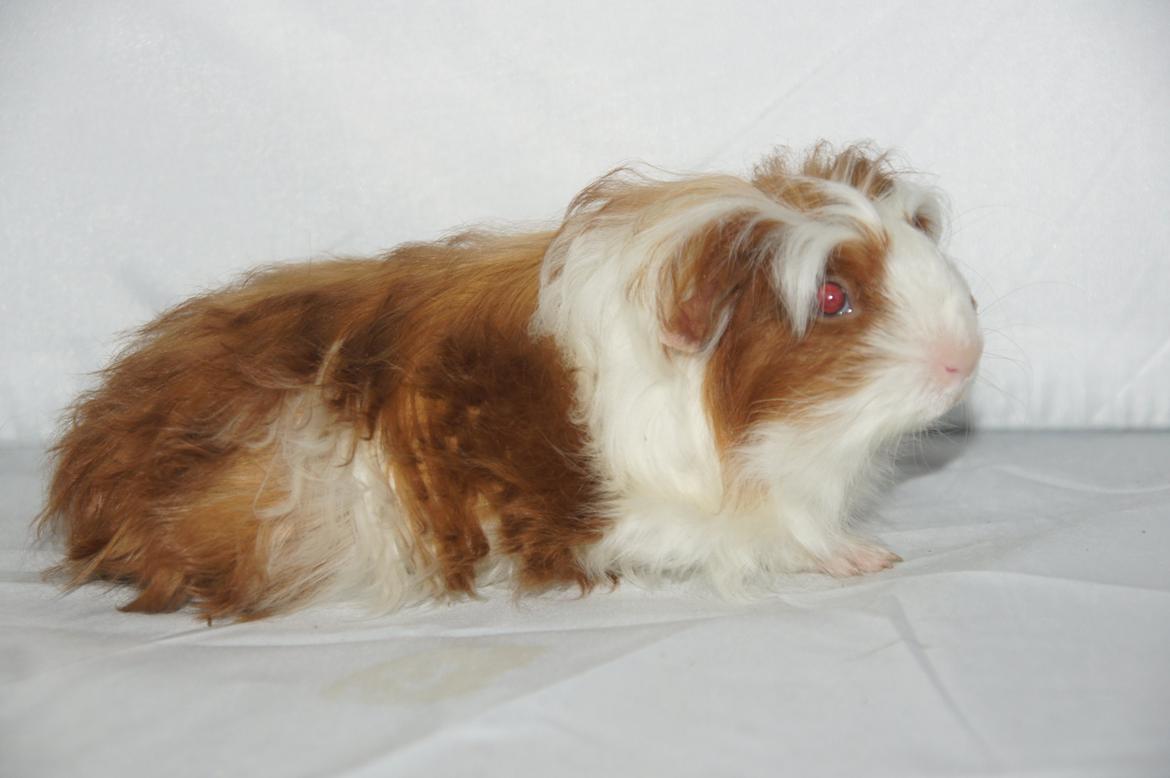 Marsvin Hauge´s Avalon billede 2