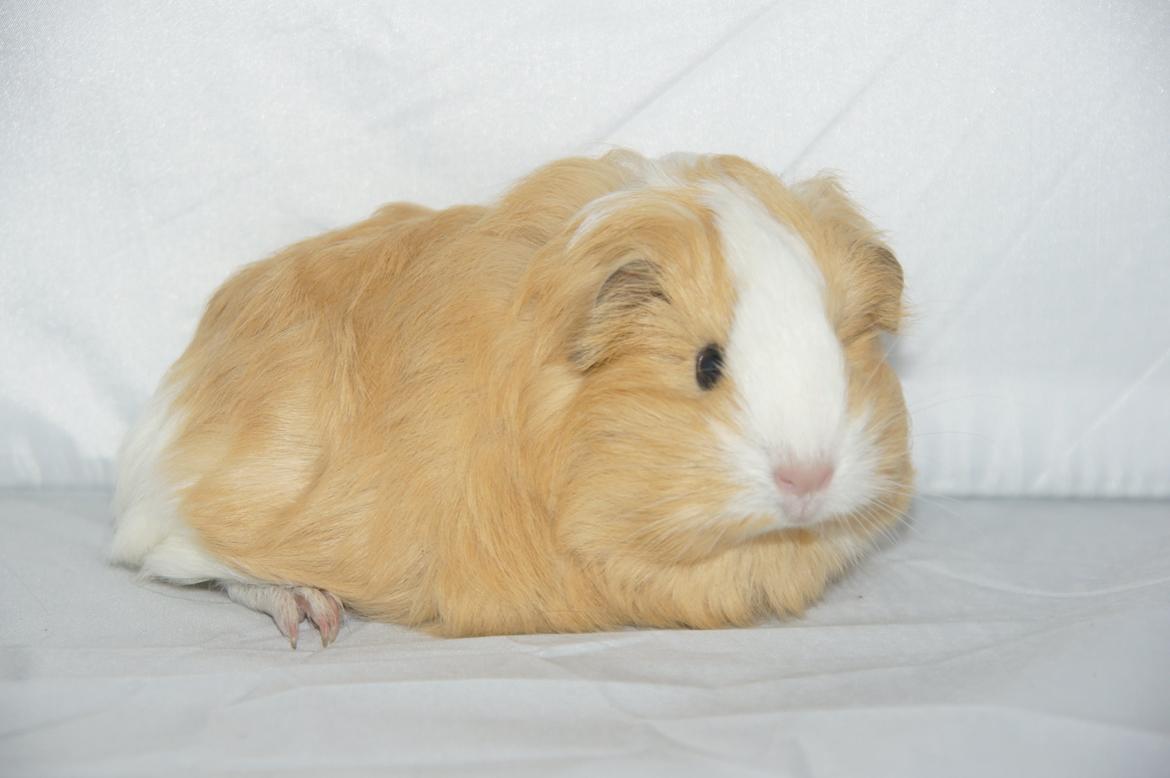 Marsvin Hauge´s Gypsy Girl billede 7