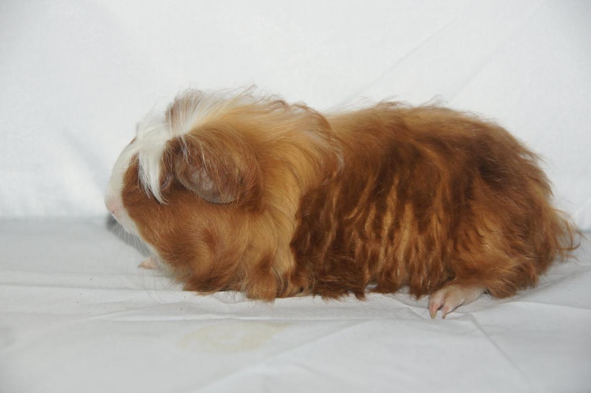 Marsvin Hauge´s Avalon billede 3