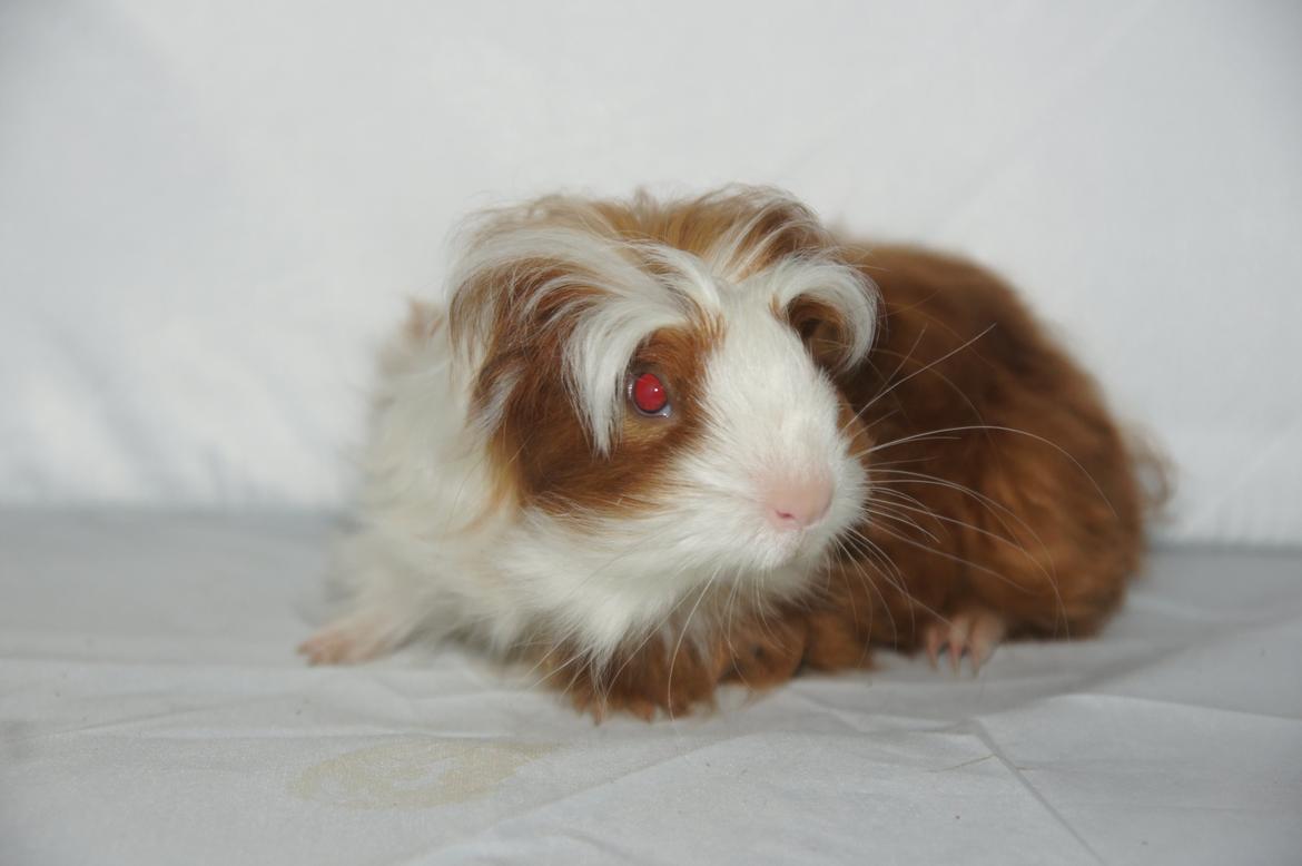 Marsvin Hauge´s Avalon billede 4