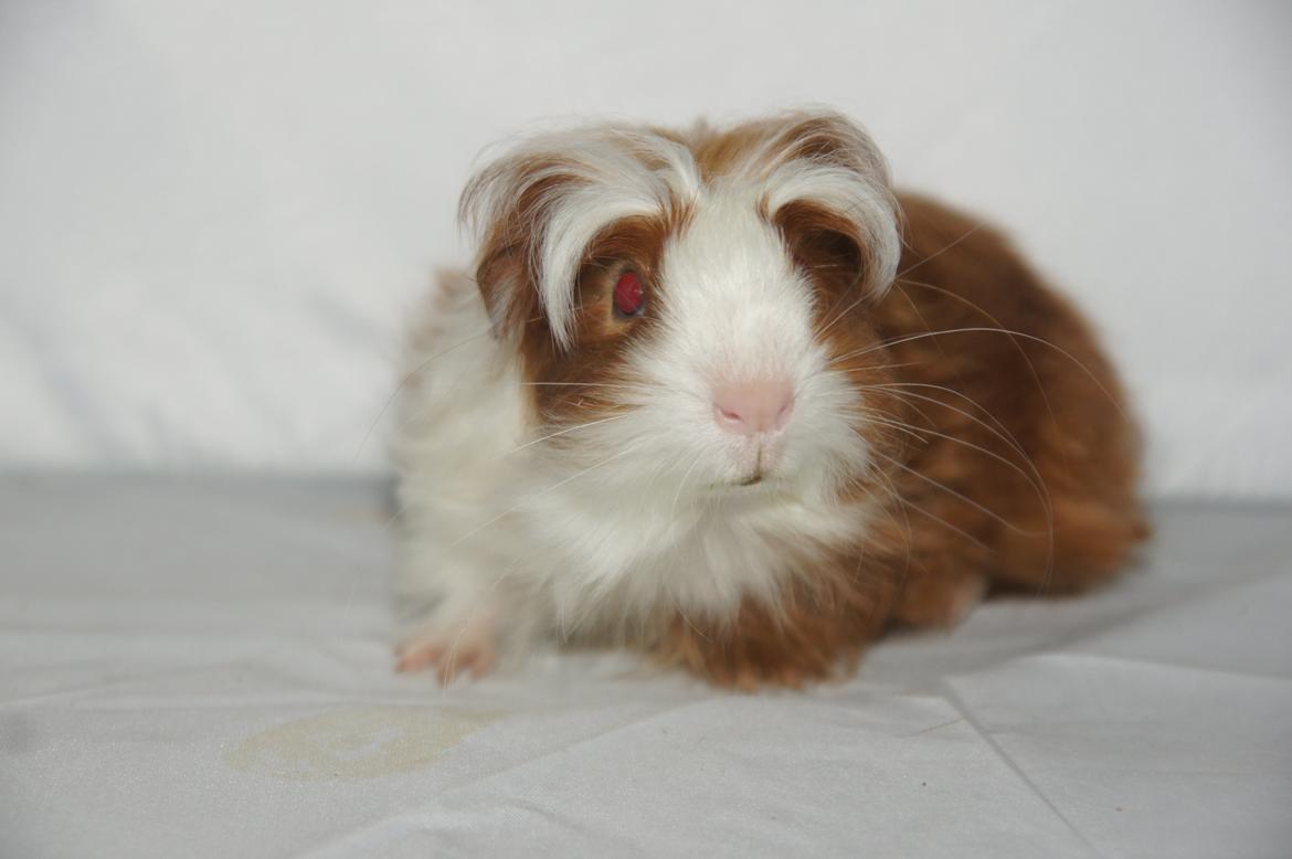 Marsvin Hauge´s Avalon billede 5