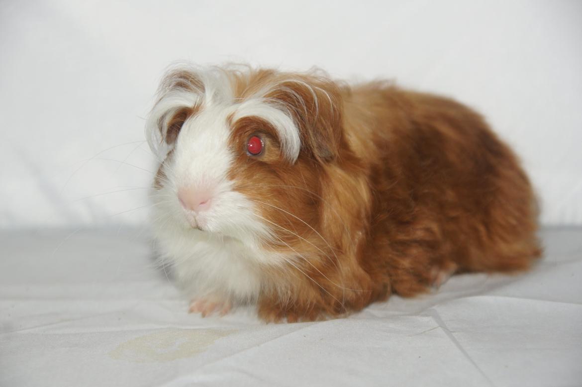 Marsvin Hauge´s Avalon billede 6