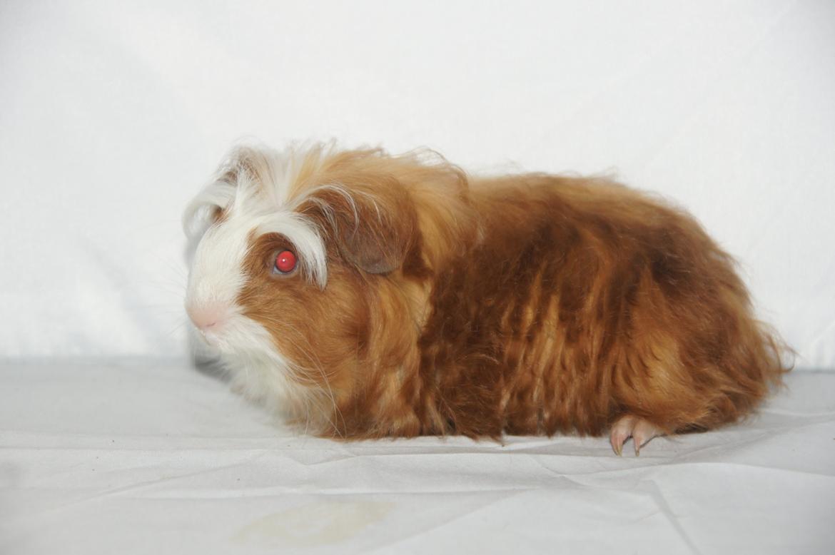 Marsvin Hauge´s Avalon billede 7