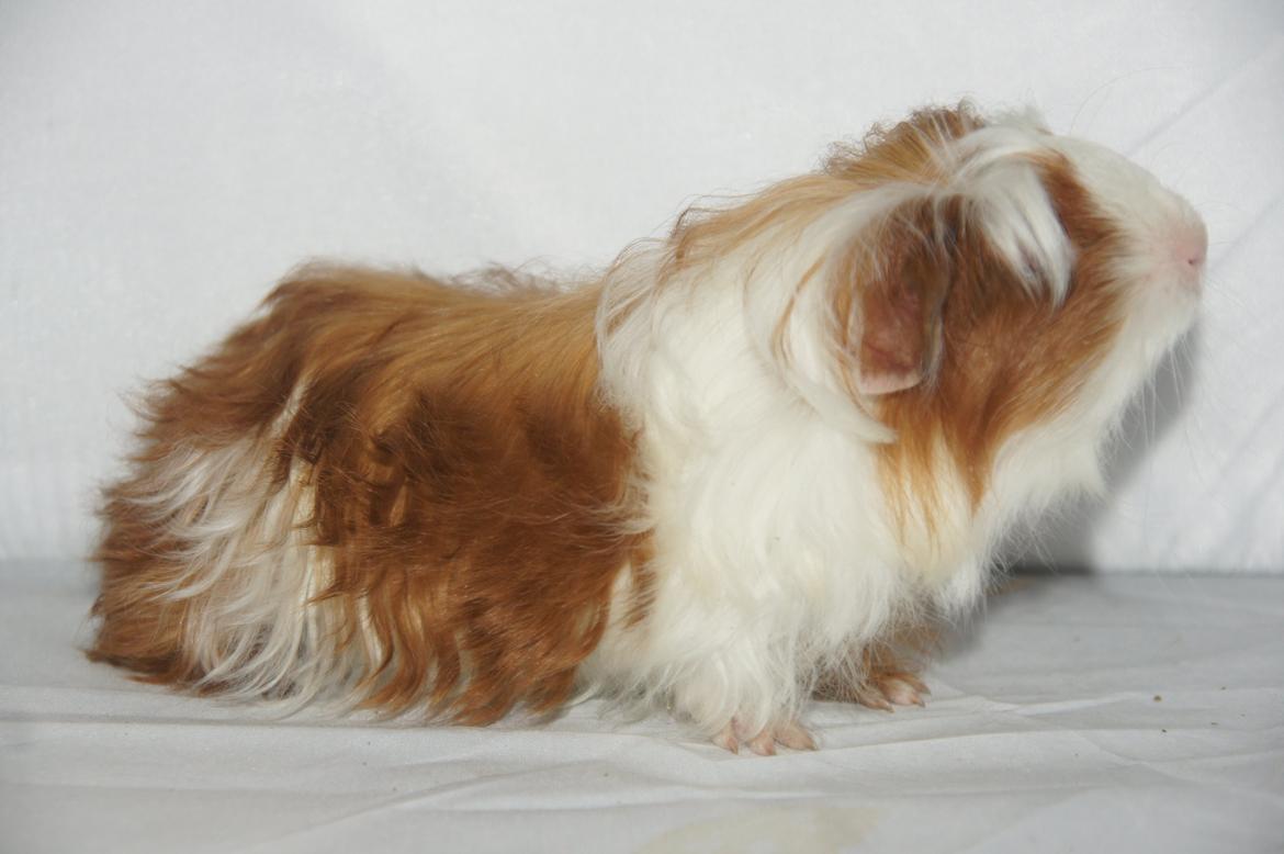 Marsvin Hauge´s Avalon billede 8