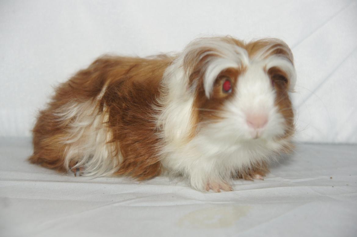 Marsvin Hauge´s Avalon billede 9