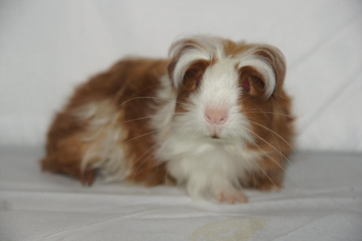 Marsvin Hauge´s Avalon billede 10