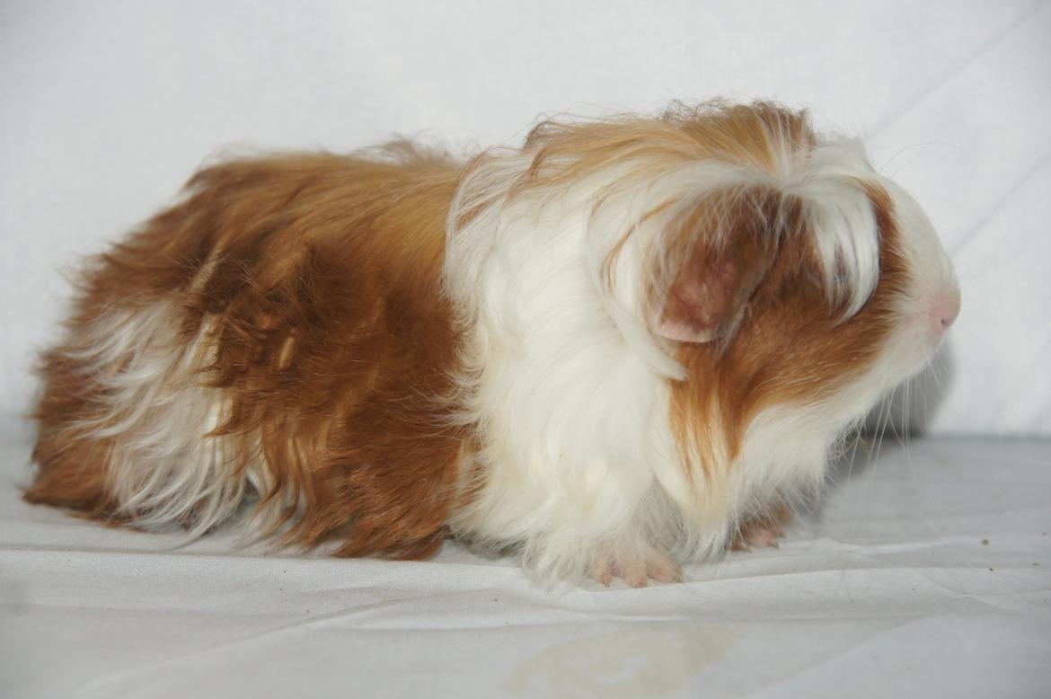 Marsvin Hauge´s Avalon billede 11