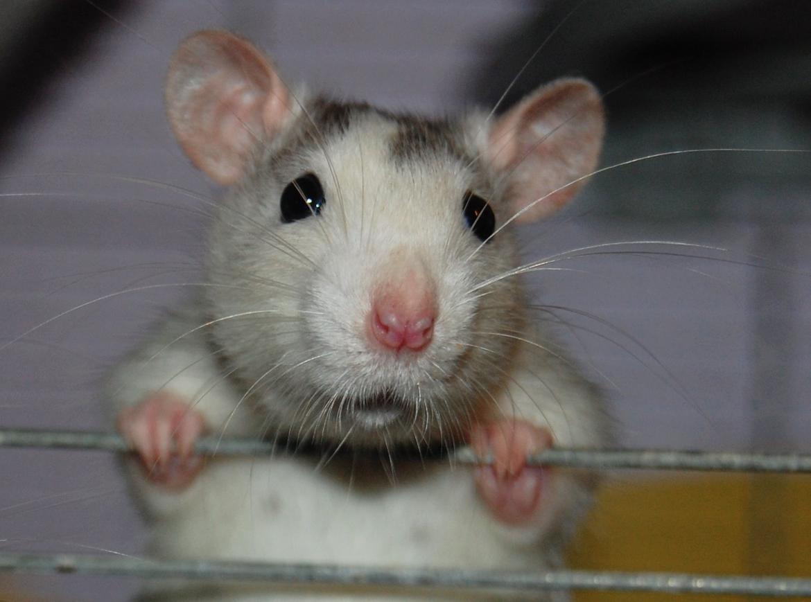 Tamrotte | Ferrero billede 1