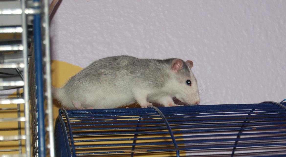 Tamrotte | Ferrero billede 15