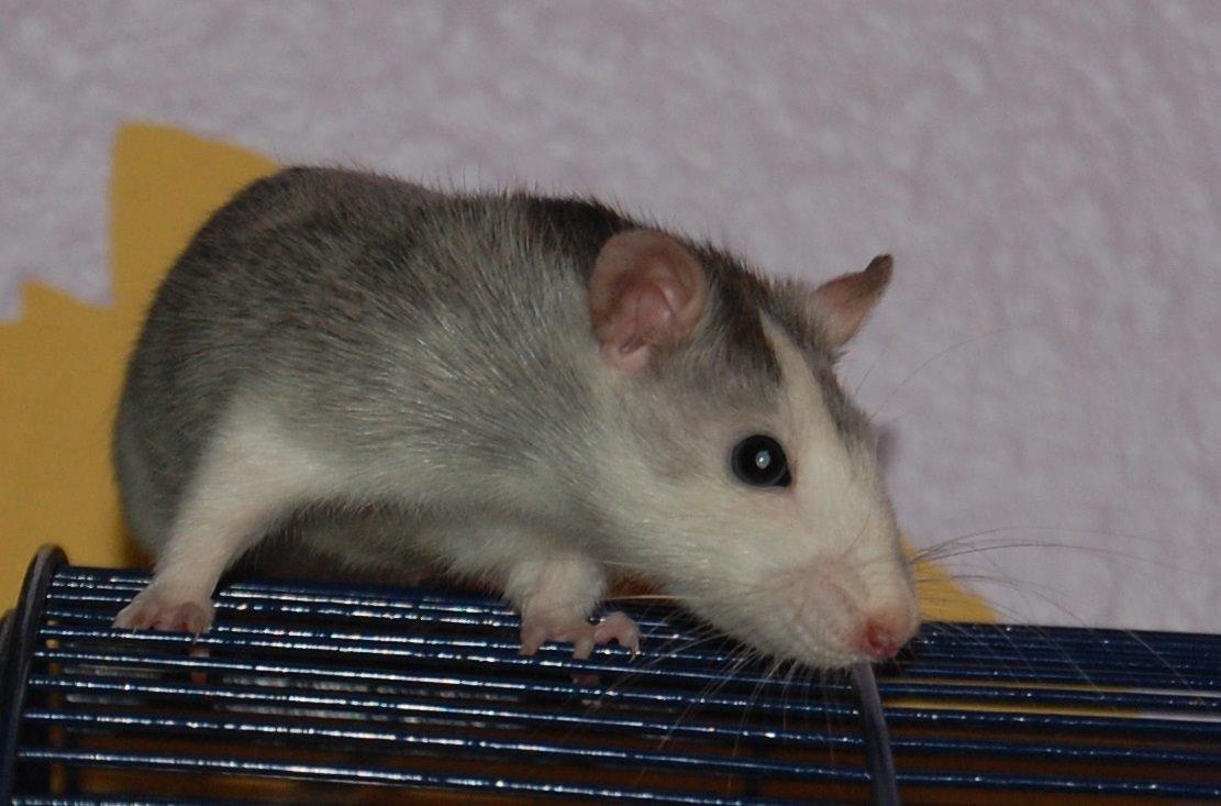 Tamrotte | Ferrero billede 16