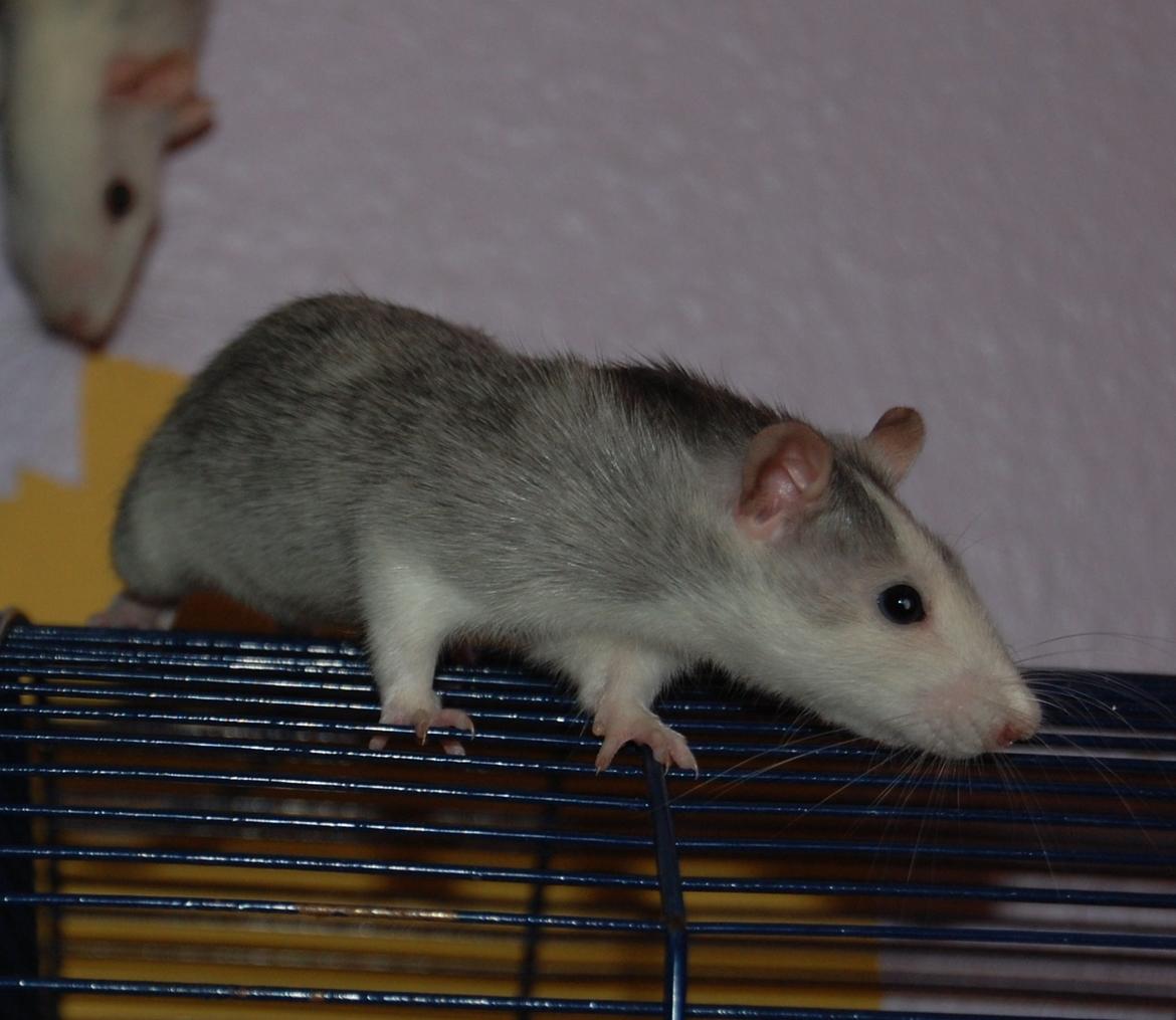 Tamrotte | Ferrero billede 17