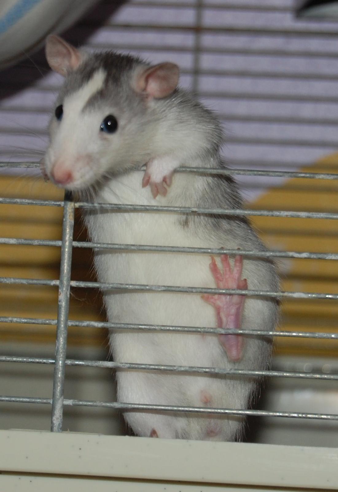 Tamrotte | Ferrero billede 18