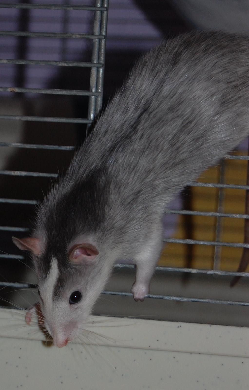 Tamrotte | Ferrero billede 19