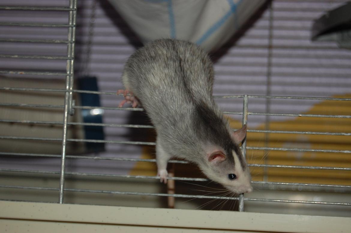 Tamrotte | Ferrero billede 20