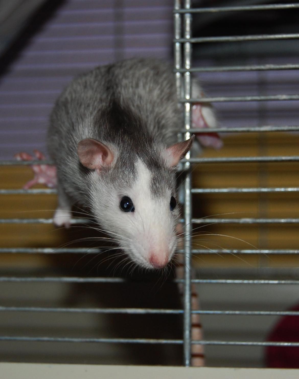 Tamrotte | Ferrero billede 21