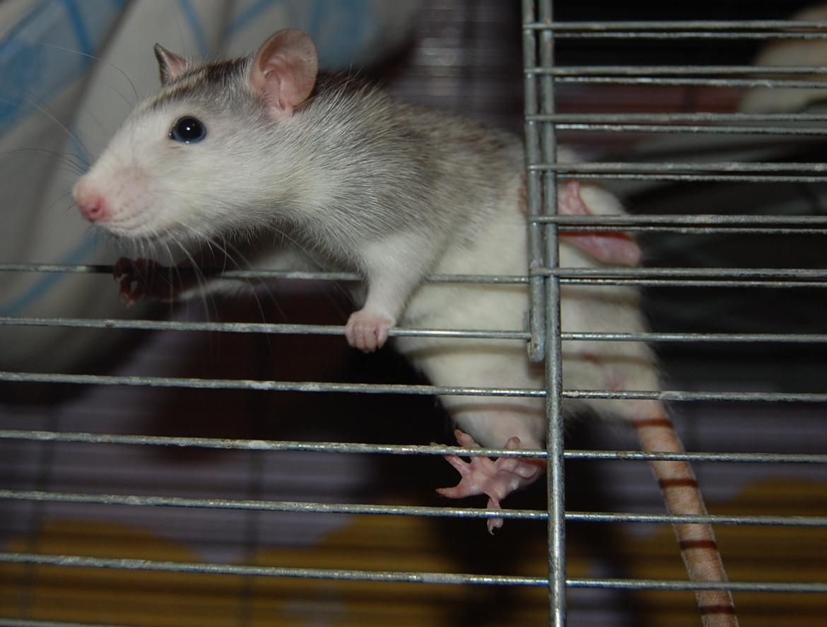 Tamrotte | Ferrero billede 22