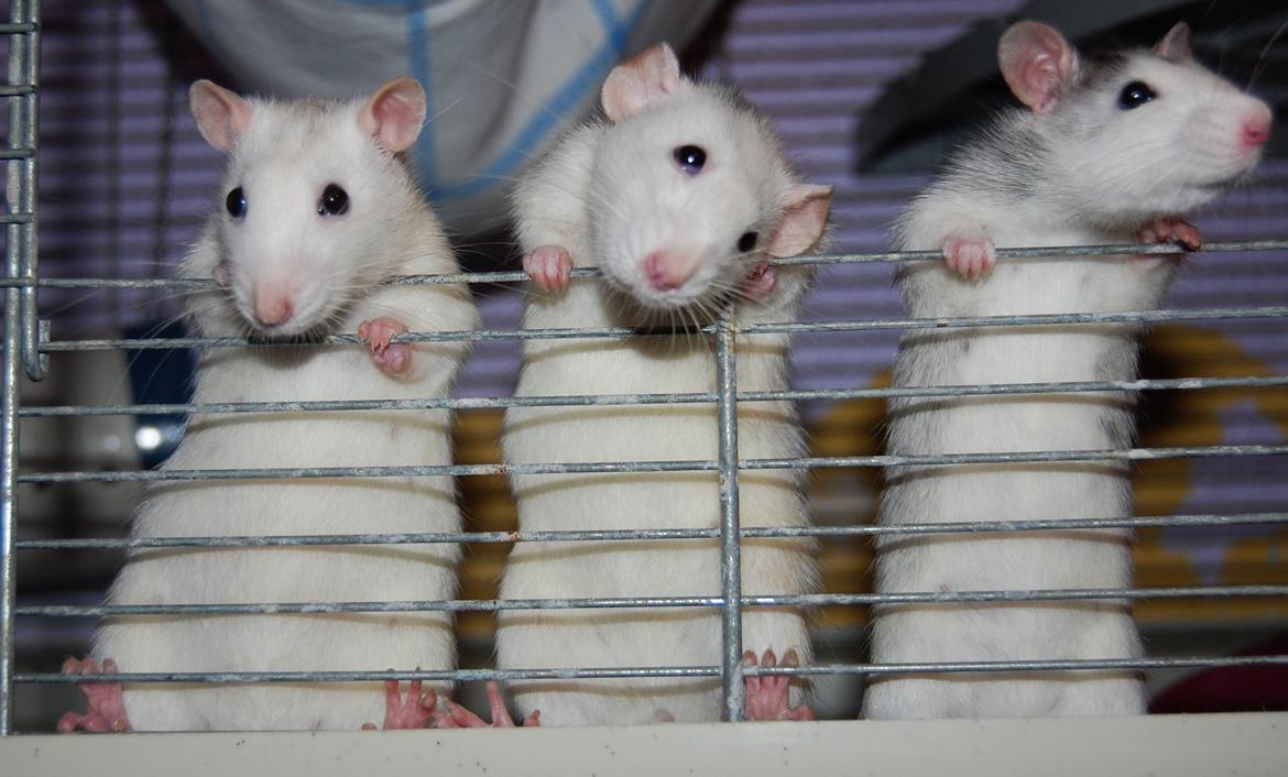 Tamrotte | Ferrero billede 23