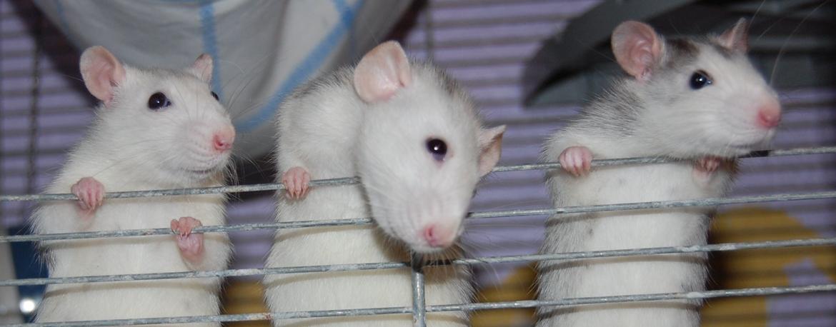 Tamrotte | Ferrero billede 24