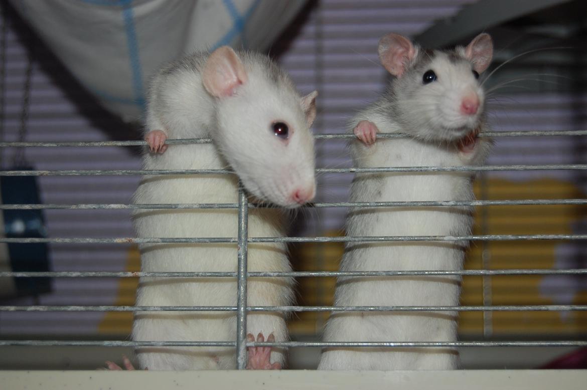 Tamrotte | Ferrero billede 25