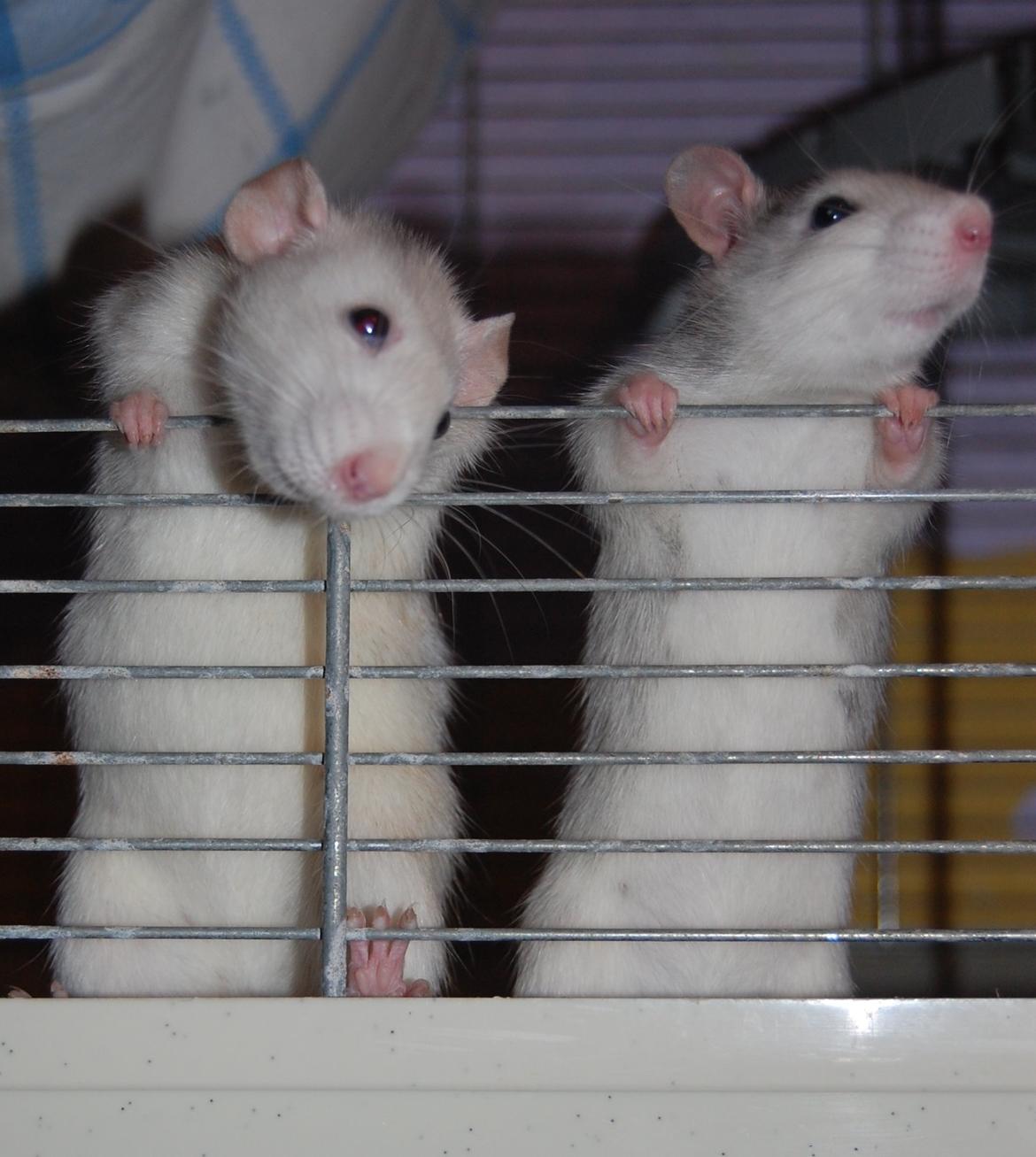 Tamrotte | Ferrero billede 26