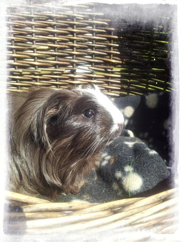 Marsvin Fie billede 2