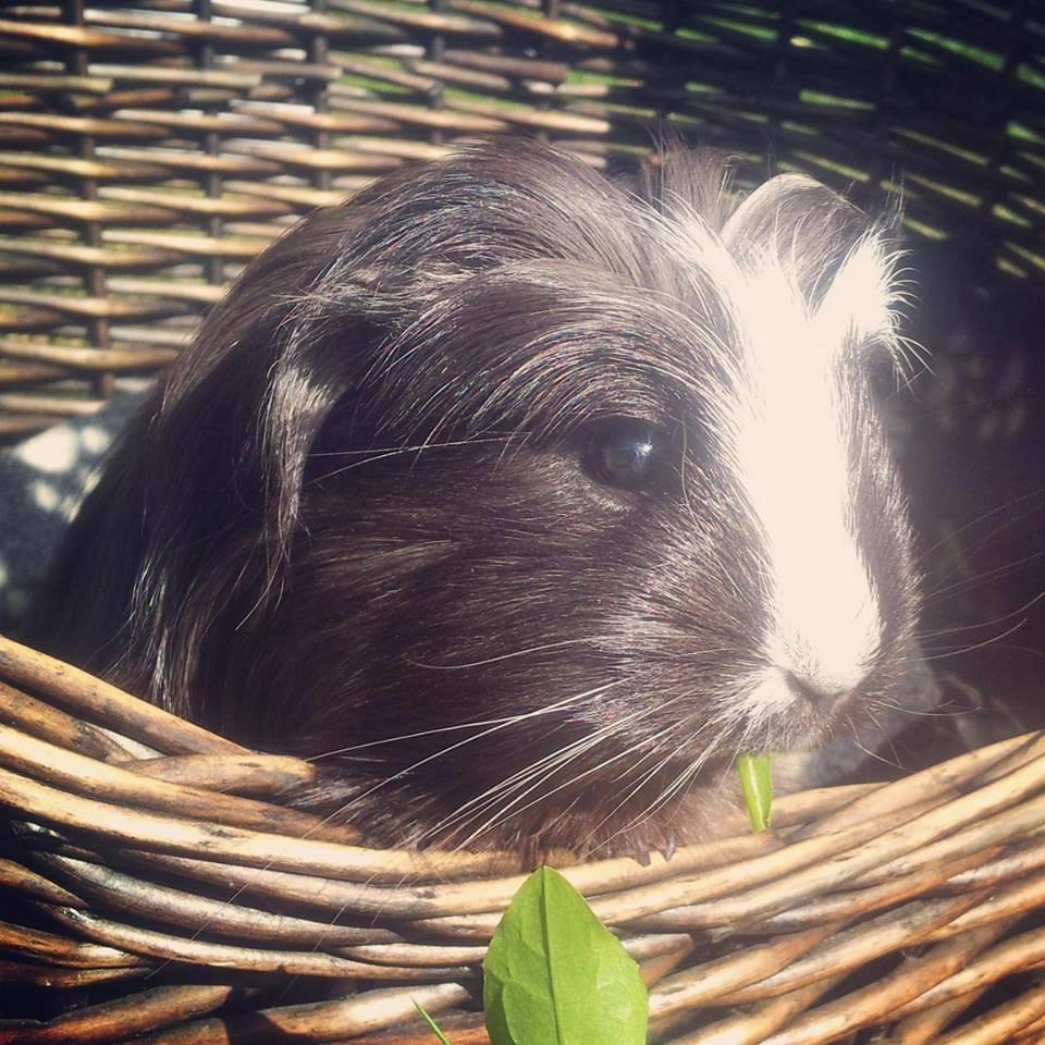 Marsvin Fie billede 4