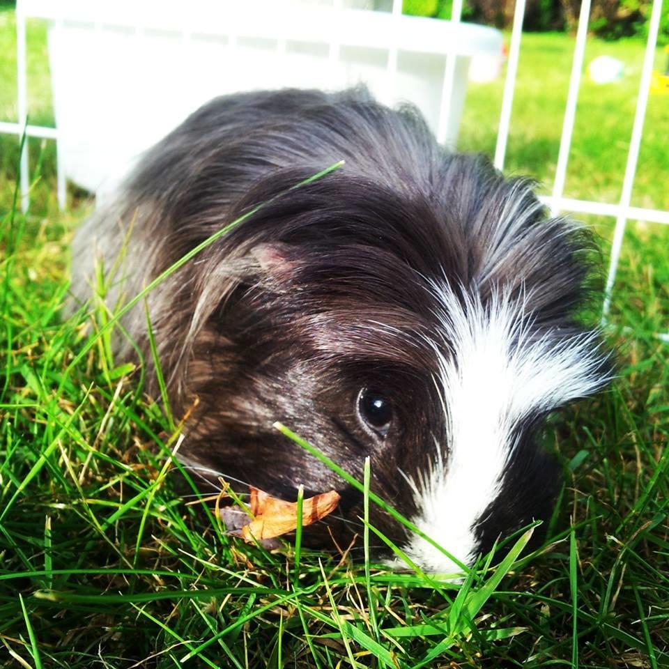 Marsvin Fie billede 5