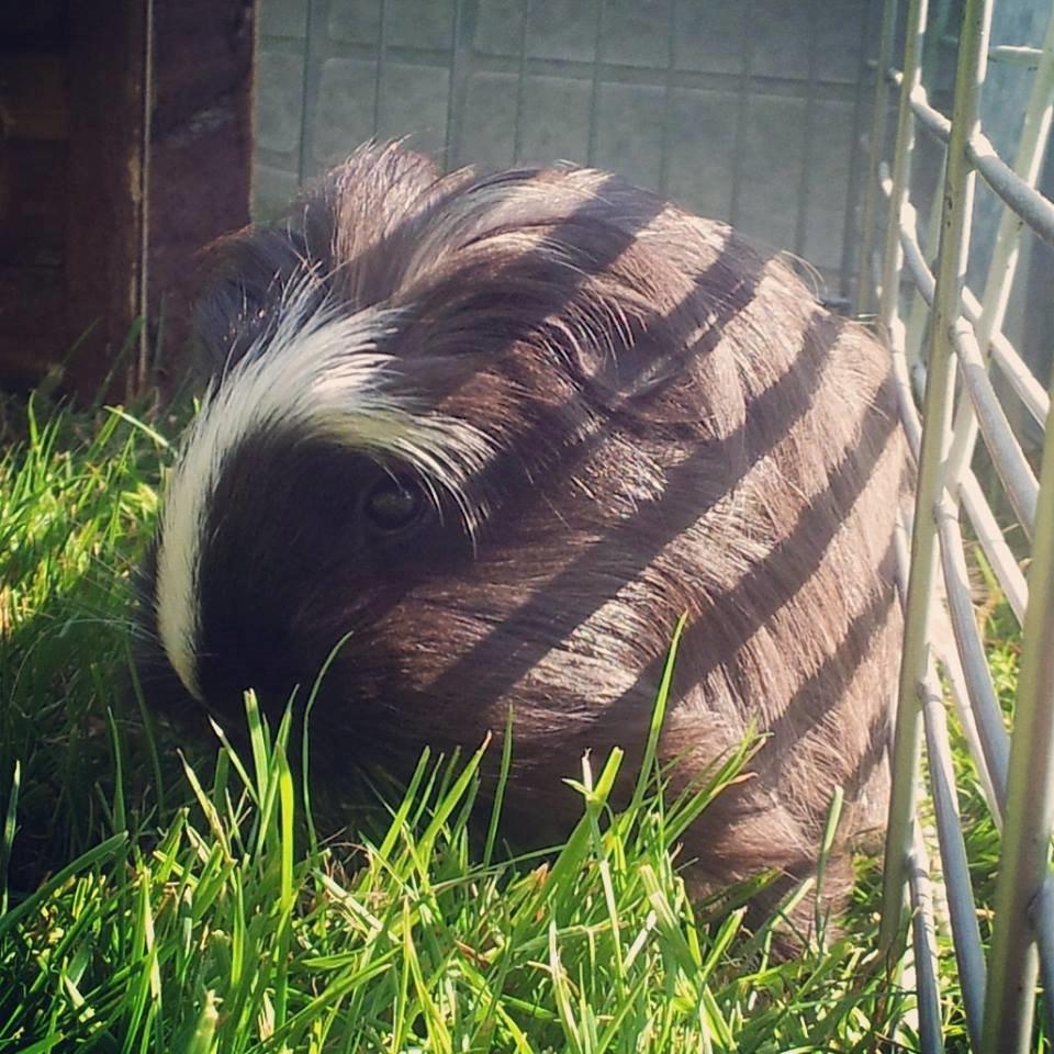 Marsvin Fie billede 6