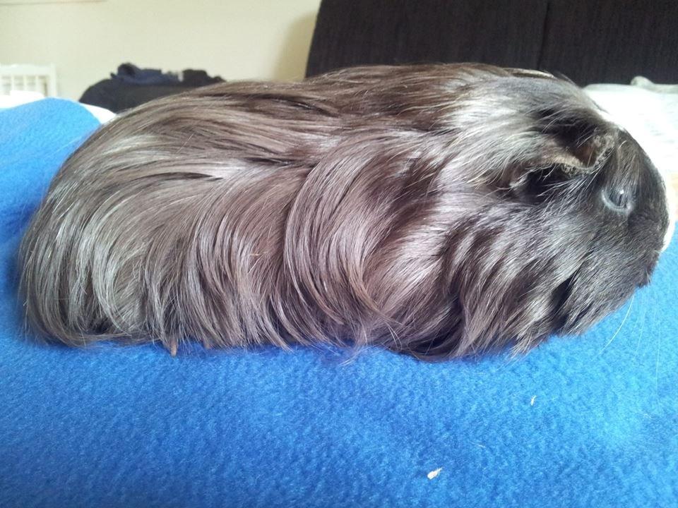 Marsvin Fie billede 7