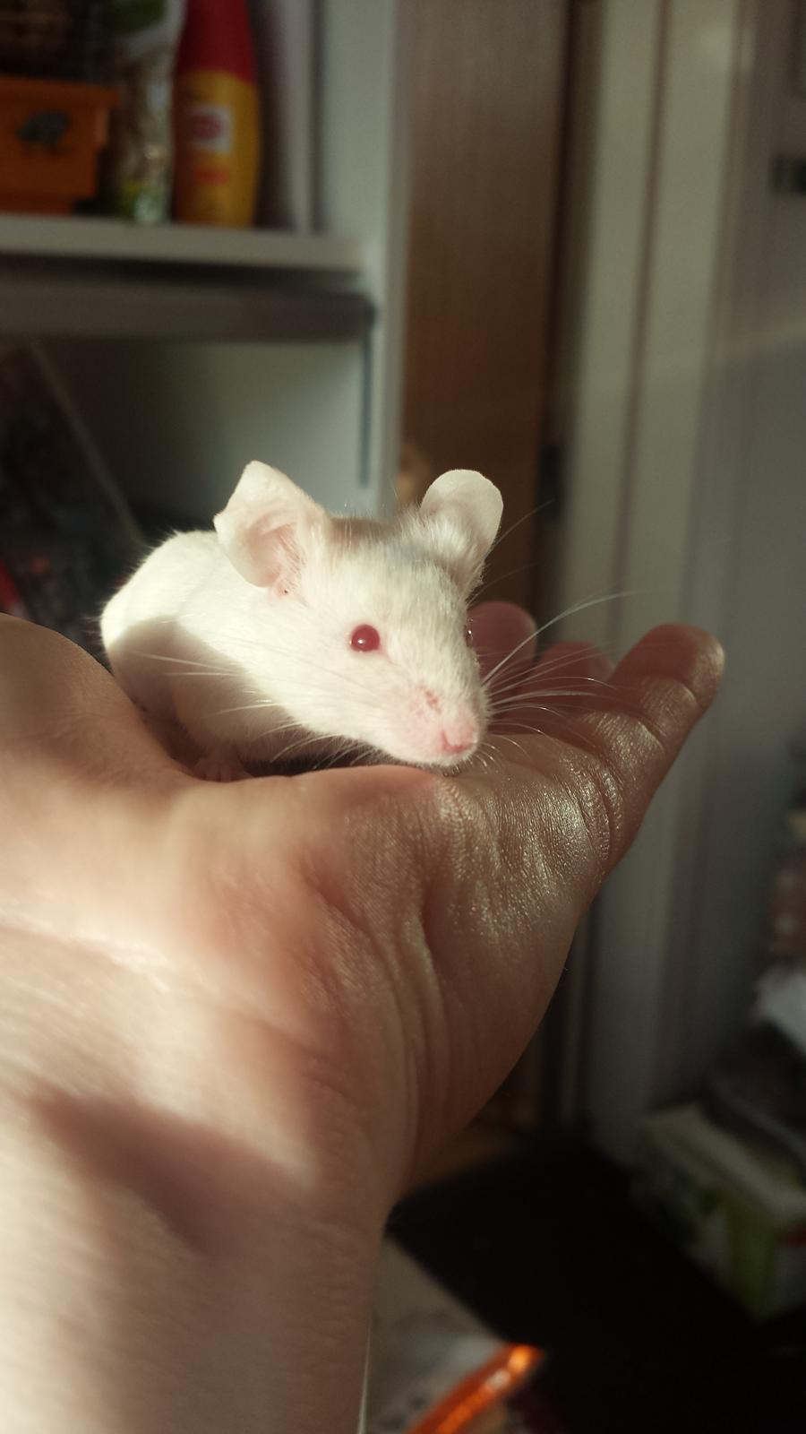 Mus Von Everland's Blondie billede 5