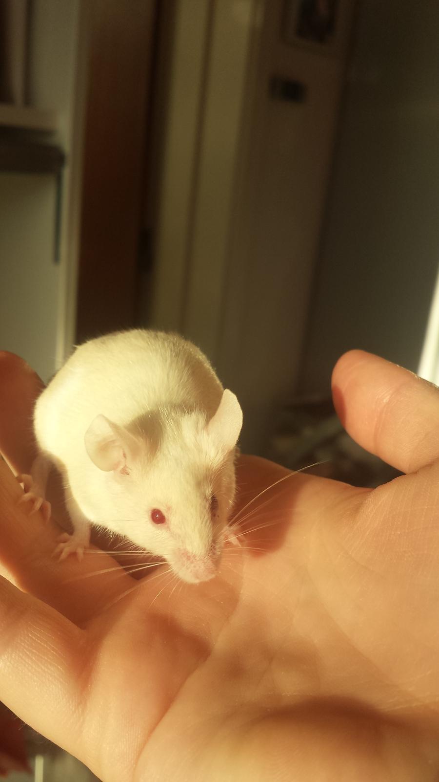 Mus Von Everland's Blondie billede 6