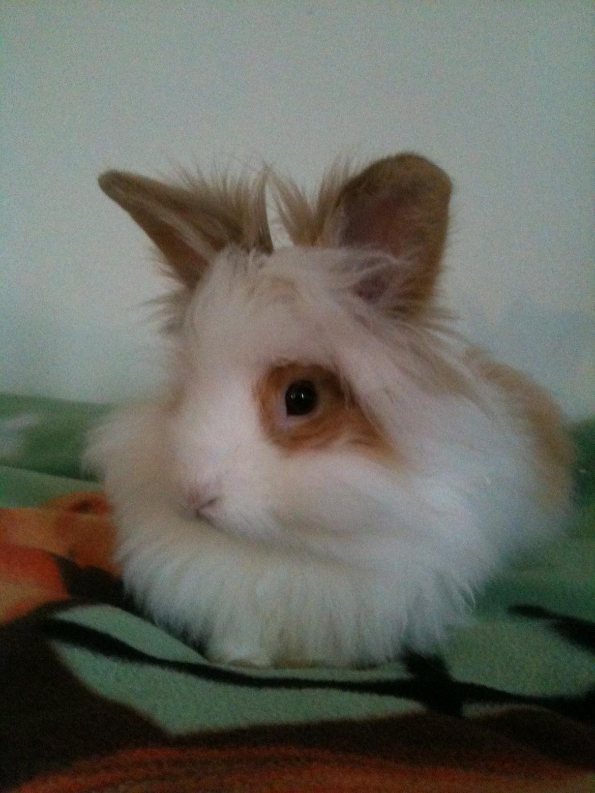 Kanin Gismo - Velkommen :)
*Inde og posere  billede 1