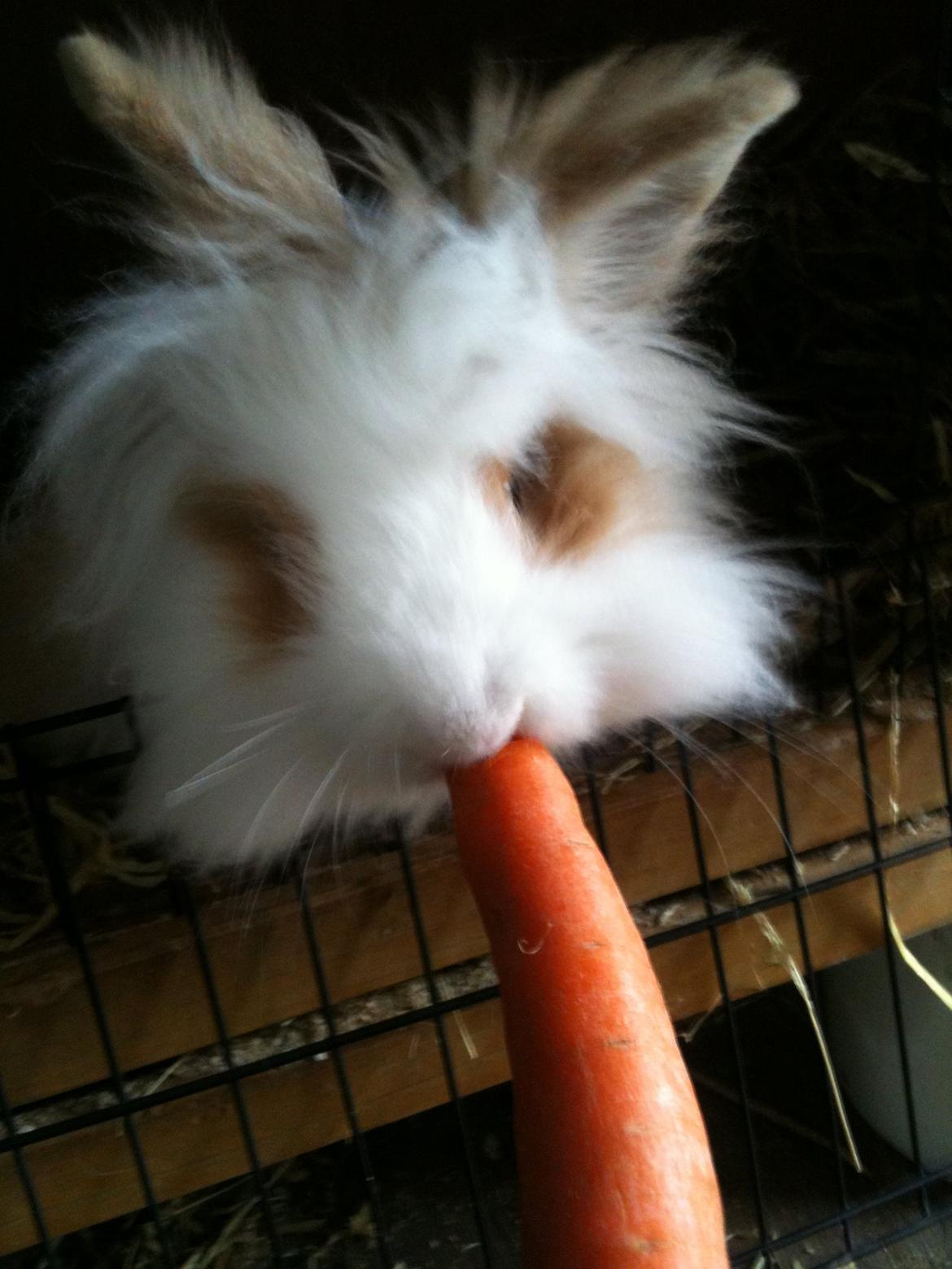 Kanin Gismo - Nammenam! Gulerod :D billede 4